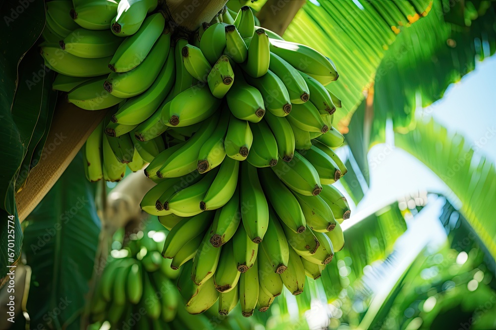A bunch of fresh and healthy bananas on a vibrant tree in the lush tropics of Thailand. - obrazy, fototapety, plakaty 