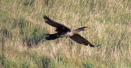Kormoran