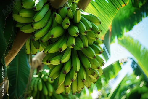 A bunch of fresh and healthy bananas on a vibrant tree in the lush tropics of Thailand. photo