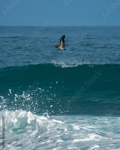 Pelican Arecibo, Puerto Rico © JCJ Photos
