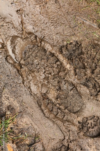 Fototapeta Naklejka Na Ścianę i Meble -  Wet mud foot print on hiking trail in Poland