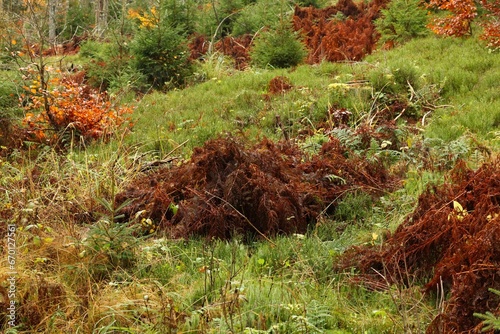 Fototapeta Naklejka Na Ścianę i Meble -  End of growing season for vegetation