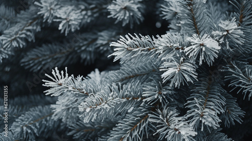 Closeup portrait of pine needs in frost, frozen christmas tree branches covered with snow