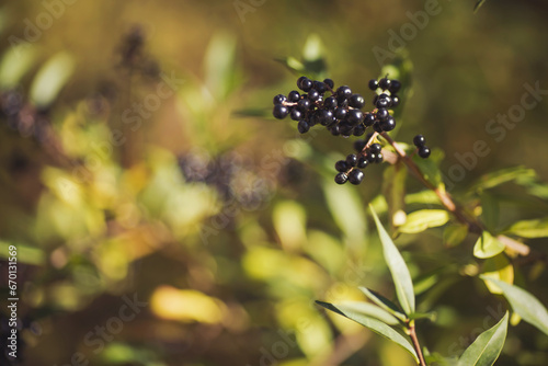 a cluster of wild berries. wild black berries in the forrset. A closeup of branches with fruits of Aronia melanocarpa. plantation with black elderberry. branches with fruits of Ribes nigrum.
