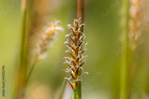 close up of wheat © LEA BUEHLER
