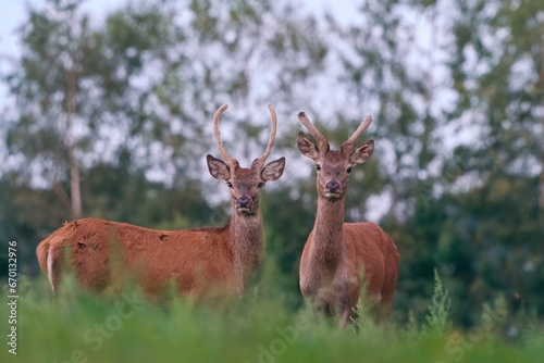 two young red deer stand on the horizon and look at the camera. Cervus elaphus. 