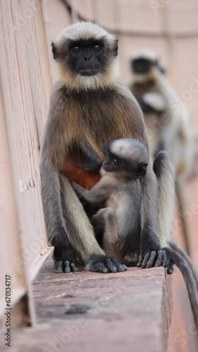 Gray Langur Mother Breastfeed Her Baby