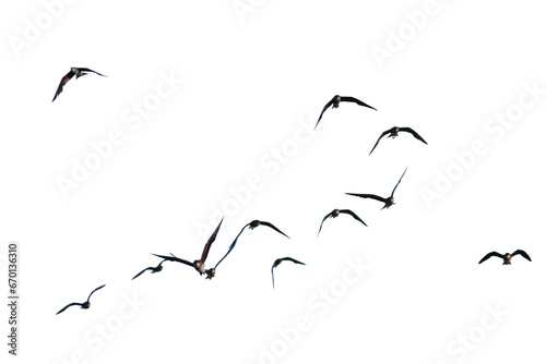 Realistic image of a flock of birds flying on a transparent background PNG. © I LOVE PNG