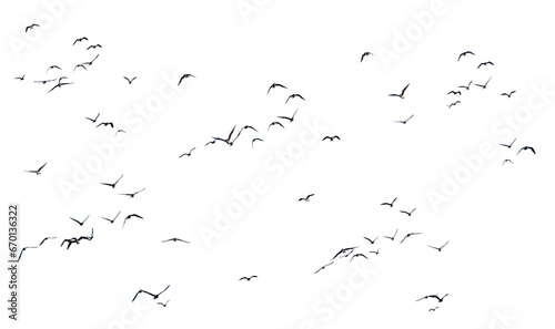 flock of birds flying photo