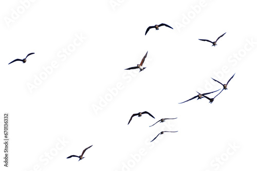 Realistic image of a flock of birds flying on a transparent background PNG.