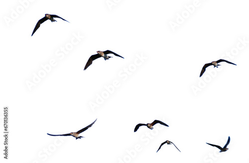 Realistic image of a flock of birds flying on a transparent background PNG. © I LOVE PNG
