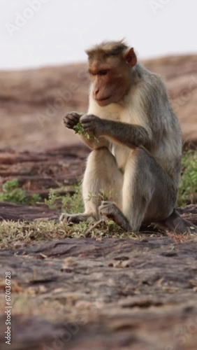 Bonnet Macaque Monkey Eating Plants