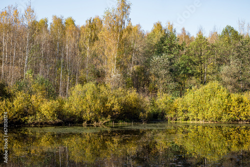 Forest pond with banks overgrown with bushes and birches