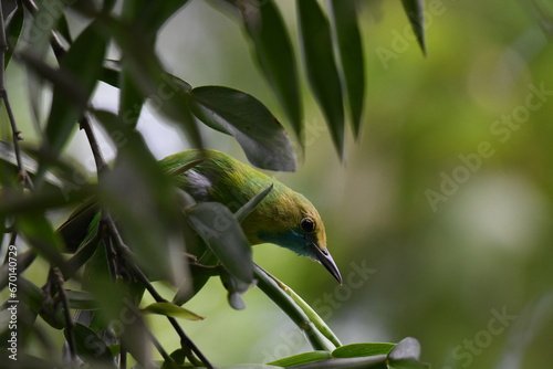 Leaf Bird's Serene Hideaway: Captured in Nature's Green Embrace photo