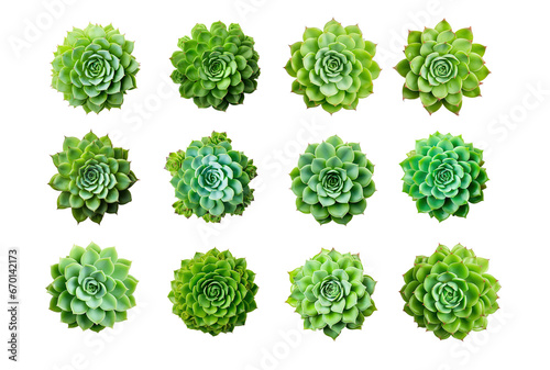 Collection of different Echeveria houseplants, top view, for design or decoration, isolated on a transparent background. (PNG, cutout, or clipping path.)