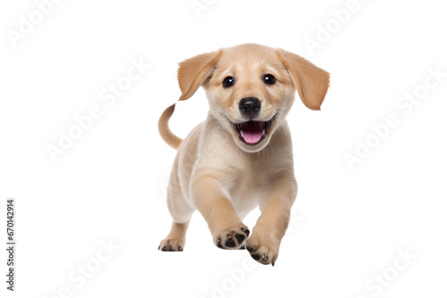 Puppy playing / motion isolated on transparent background