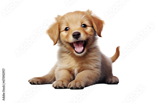 Puppy playing / motion isolated on transparent background