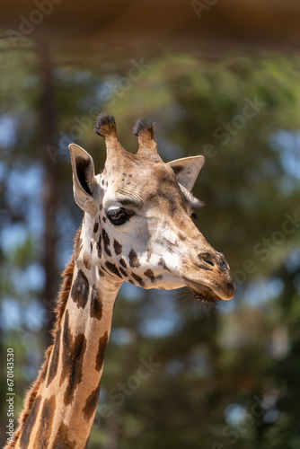 A girafa do zoo © Tiago