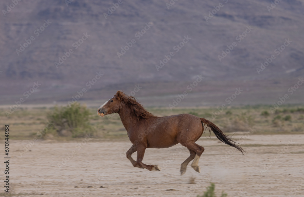 Wild Horse in Springtime in the Utah Desert