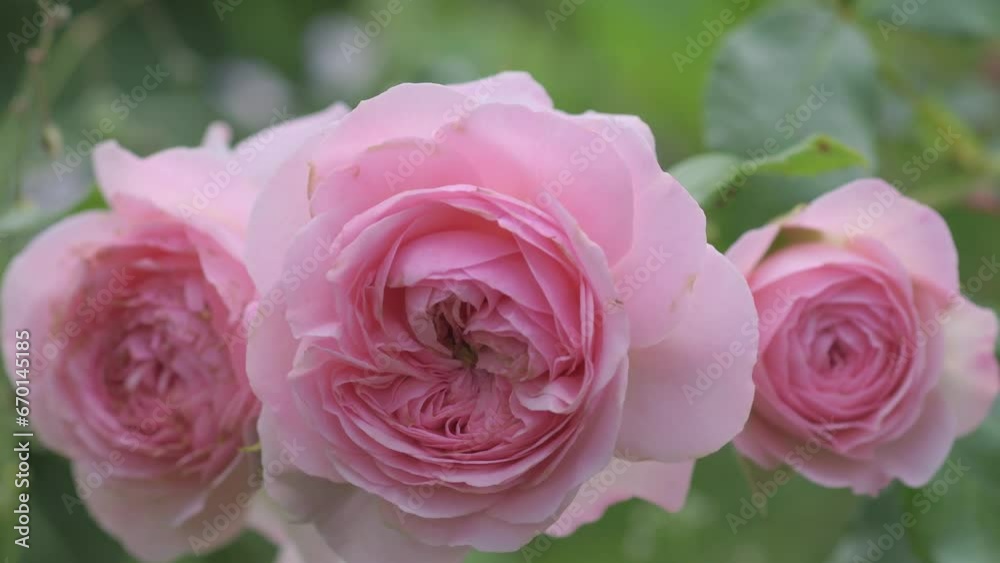 beautiful cold pink roses buds blossom in garden. close up beautiful cold pink roses buds blossom in garden. close up