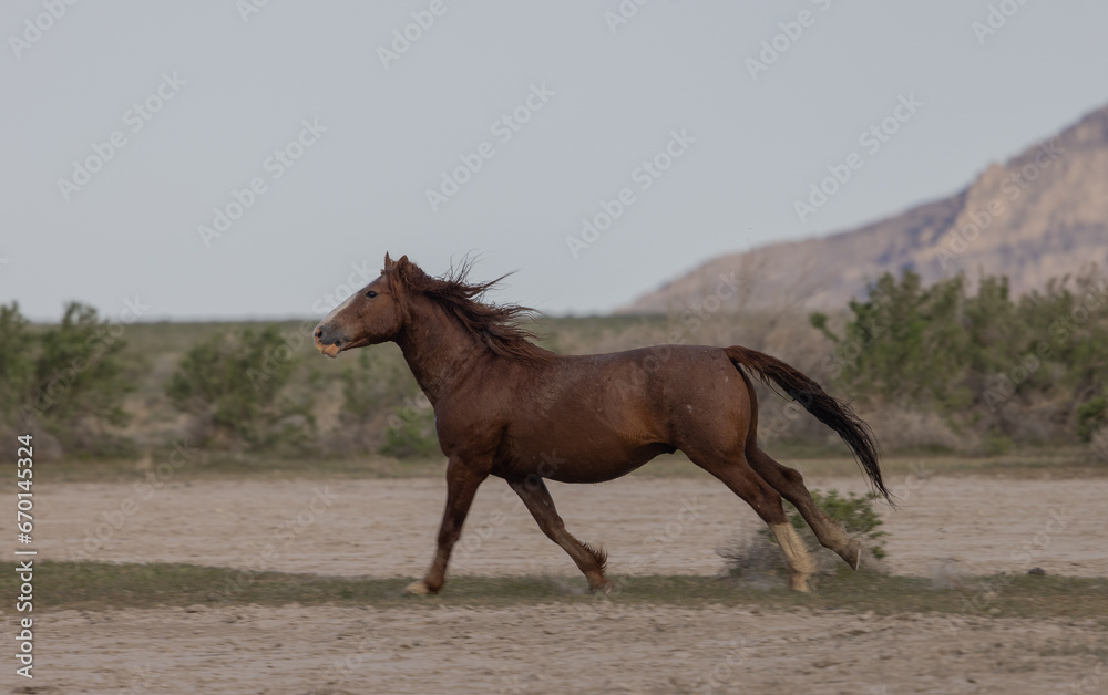 Fototapeta premium Wild Horse in Springtime in the Utah Desert