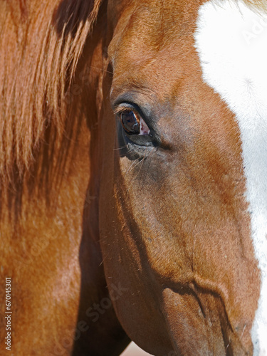 Pferd im Portrait