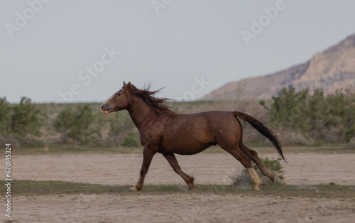 Wild Horse in Springtime in the Utah Desert