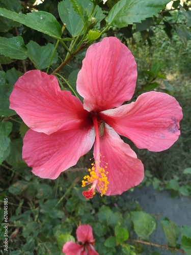 pink hibiscus flower