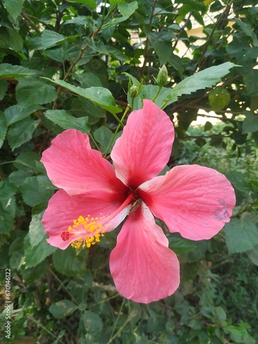 pink hibiscus flower in garden