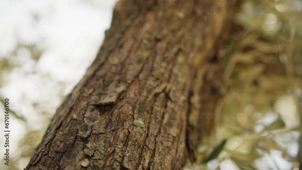 Centuries old olive tree trunk Centuries old olive tree trunk