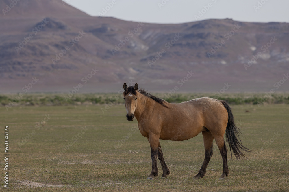 Wild Horse in Springtime in the Utah Desert Wild Horse in Springtime in the Utah Desert