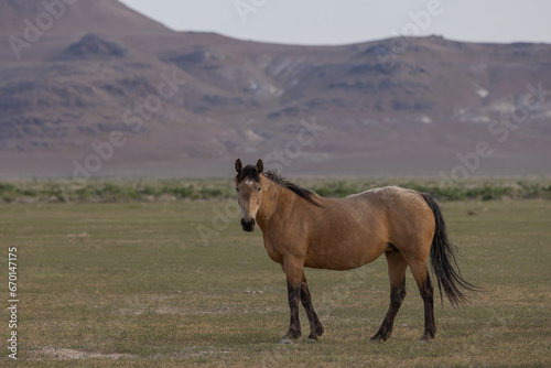 Wild Horse in Springtime in the Utah Desert © natureguy