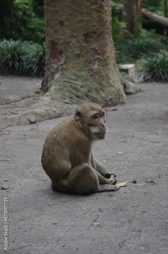 Long-tailed monkey (Macaca fascicularis) are considered pests for farmers © TrinartoSeno