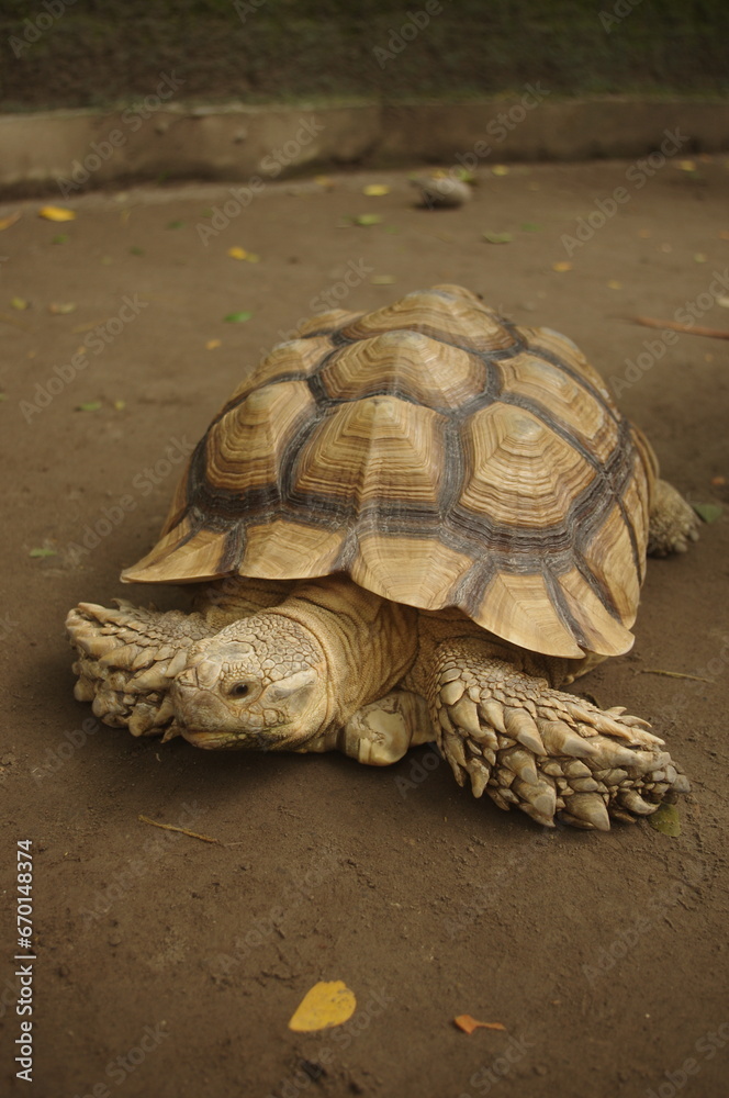 African Spurred tortoise (Centrochelys sulcata), also called the sulcata tortoise at the Zoo in Indonesia African Spurred tortoise (Centrochelys sulcata), also called the sulcata tortoise at the Zoo in Indonesia