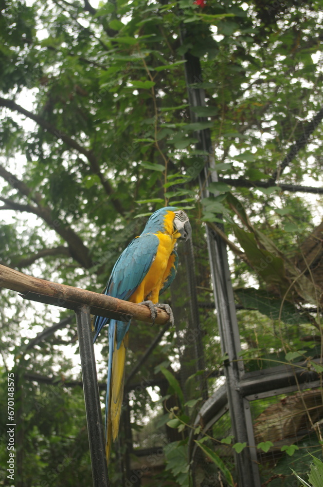 Blue and yellow Macaw in the zoo Blue and yellow Macaw in the zoo