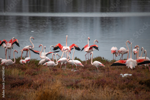 Flamingos feeding in the Izmir urban forest photo
