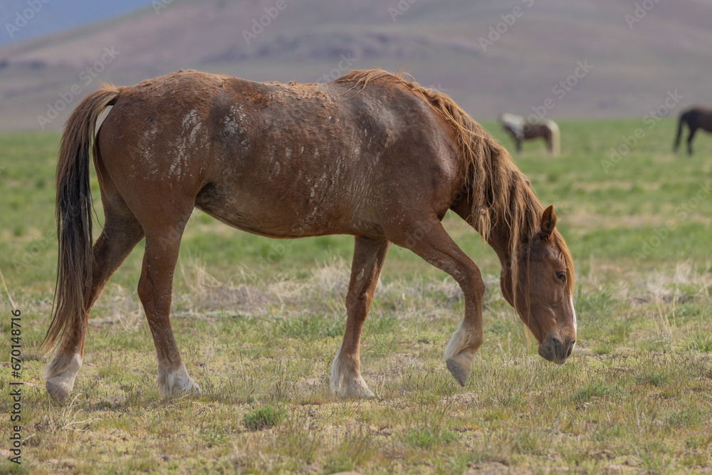 Wild Horse in Springtime in the Utah Desert Wild Horse in Springtime in the Utah Desert
