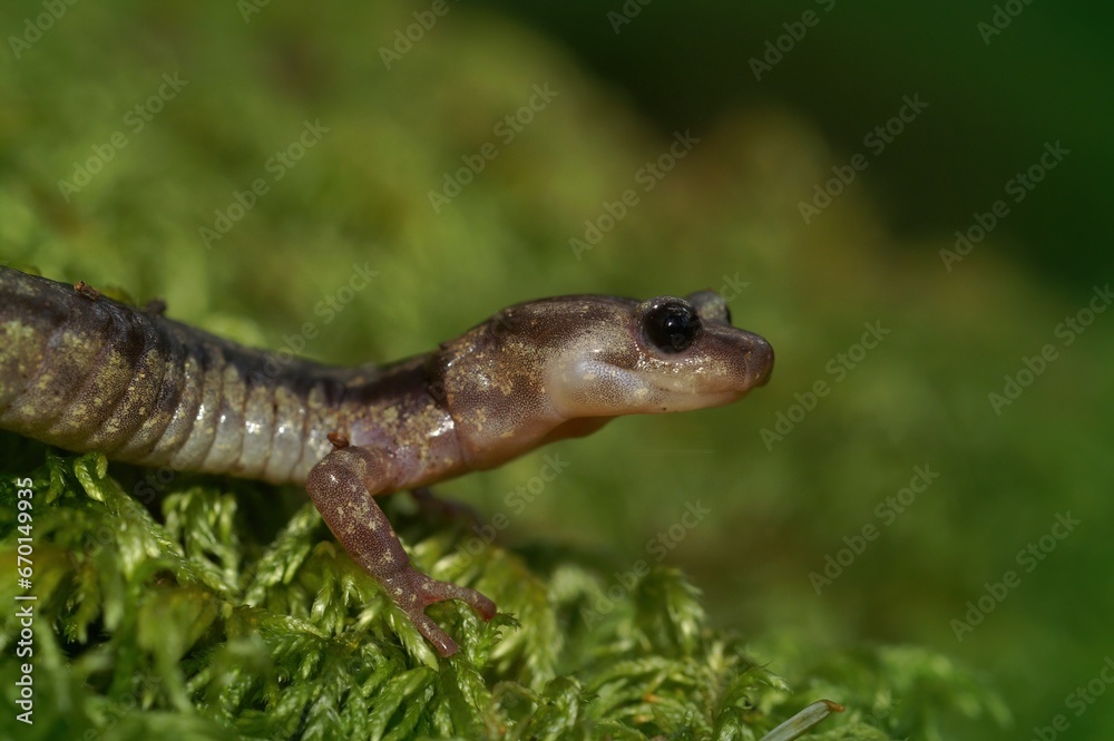 Naklejka premium Closeup of an adult Clouded salamander, Aneides vagrans on the forrest floor in North California