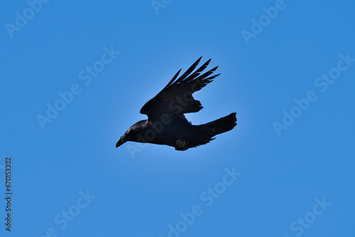 The Crow bird flying in the blue sky.
A black crow in the blue sky swooping in full sunny day, natural concept.
