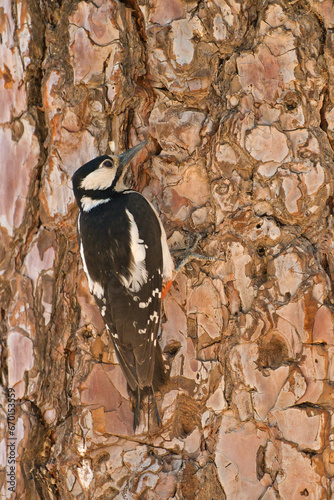 Great Spotted Woodpecker.
Great Spotted Woodpecker perched on a pine tree in the mountain , nature concept.