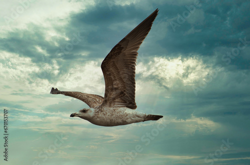 Seagull fly in the sky.
A Seagull bird fly near the coast in a cloud sky background, symbol of freedom , respect animal and nature.
