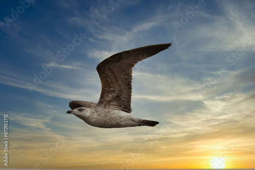Seagull fly in the sky.
A Seagull fly in the beautiful sunset sky symbol of totally freedom .