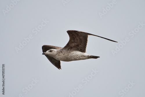 Seagull fly in the sky.
A Seagull bird fly in the sky near the coast, symbol of freedom, respect animal and nature