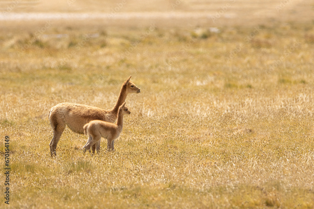 Fototapeta premium Vicuña (vicugna vicugna)