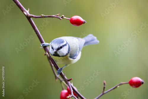Blue Tit (Cyanistes caeruleus) perched on rose hip, with a natural green background - Yorkshire, UK in Autumn
