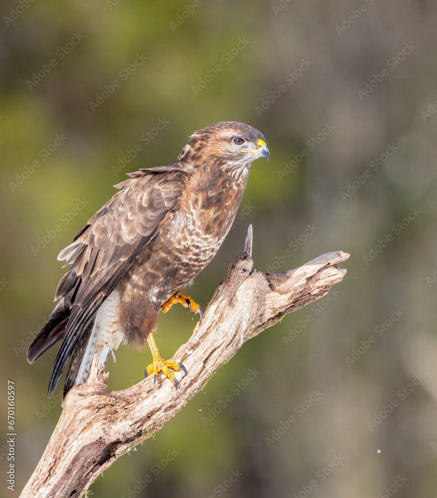 Common Buzzard in early spring at a wet forest
