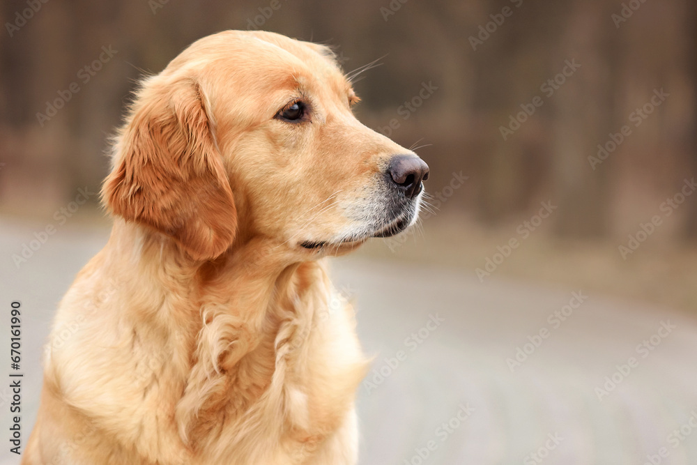 red dog golden retriever labrador puppy walks in the park in the fall. spring and dog