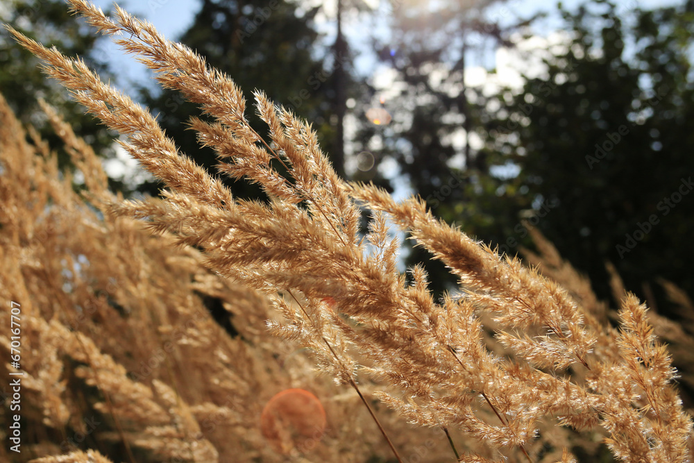 Naklejka premium Sucha trawa w słońcu