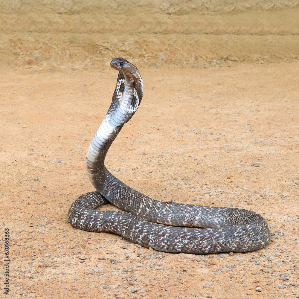 Obraz premium Cobra in menacing pose in the wild.