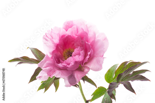 beautiful pink big tree peony flower on white background